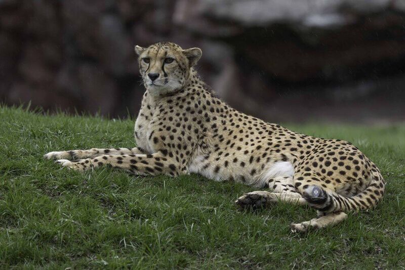 Cheetahphoto preview