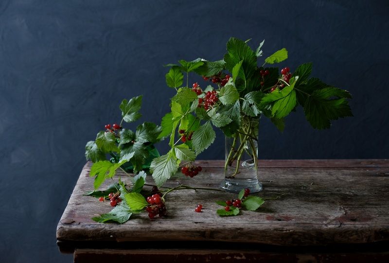 Still life, Viburnum, Autumn, Colors, Light, Натюрморт, Калина,  Калина красная photo preview