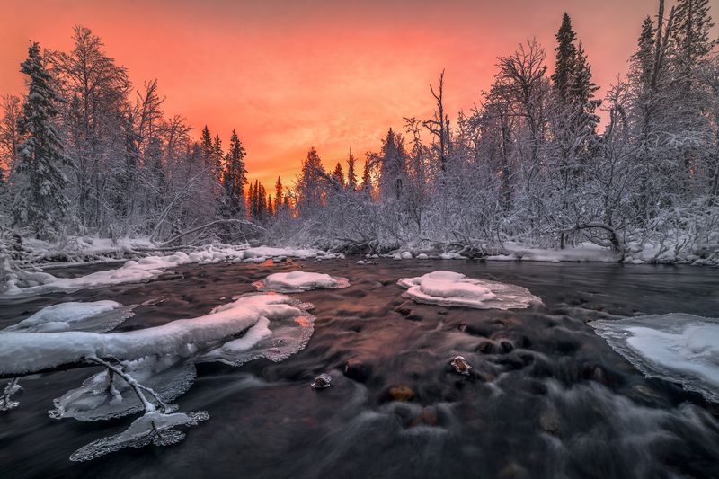 Кольский Краснощекая Умболка... photo preview