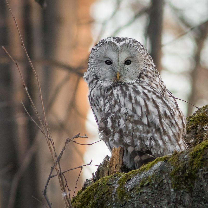 уральская неясыть, длиннохвостая неясыть Длиннохвостая неясытьphoto preview