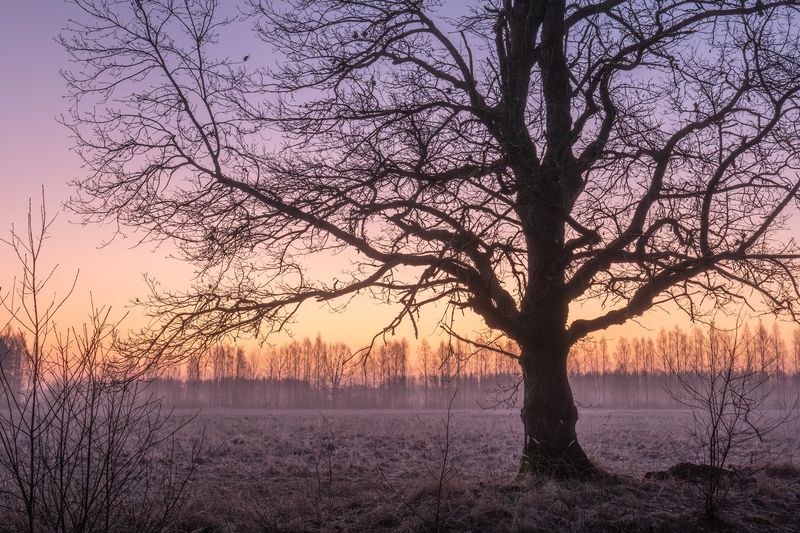 Яркое утроphoto preview