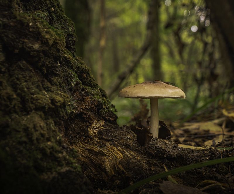 природа Про грибыphoto preview