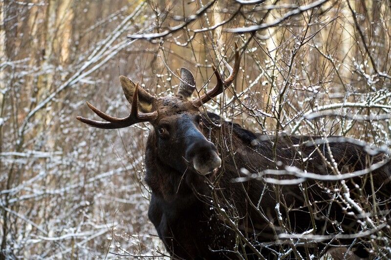 Владыка чащи фото превью