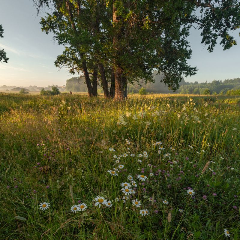 Ромашкиphoto preview