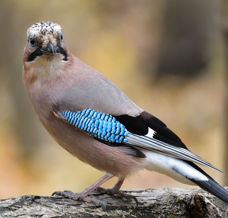 Сойкаphoto preview