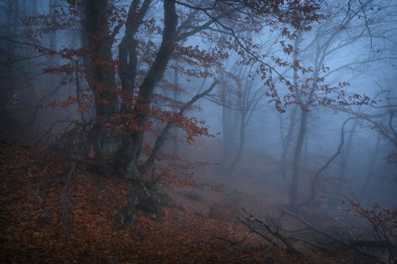 крым, осень, лес, демерджи, туман, фототур по крыму осенью Пелена скрывающая тайныphoto preview