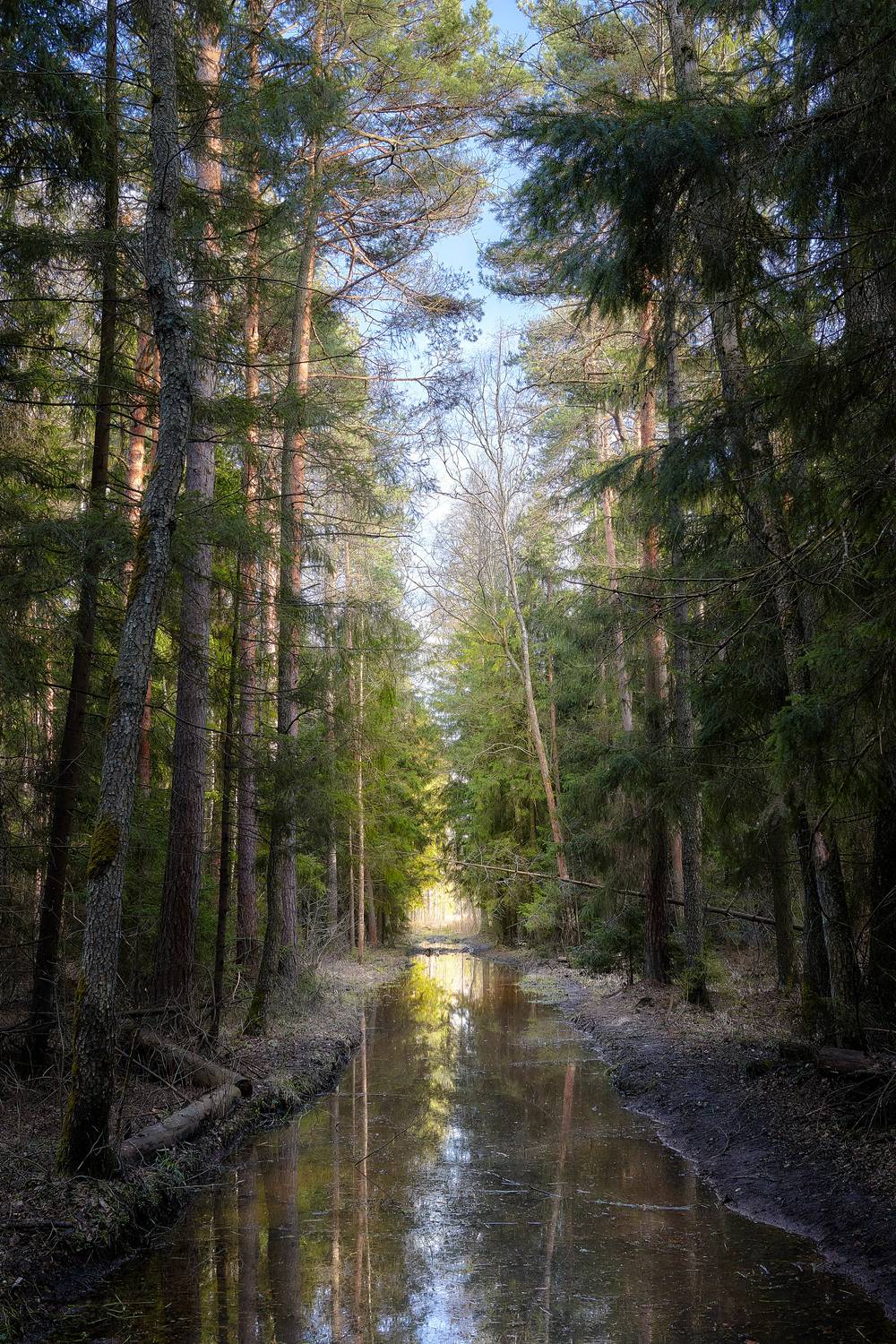 В весеннем лесу. Автор: Валерий Вождаев лес, деревья, листва, весна, отражения, Валерий Вождаев