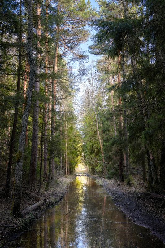лес, деревья, листва, весна, отражения В весеннем лесуphoto preview