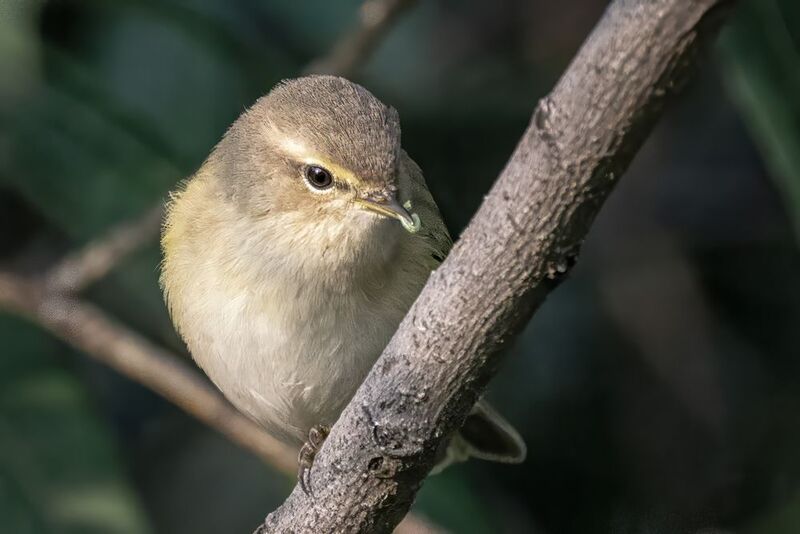 птицы, теньковка, пеночка Пеночка-теньковкаphoto preview