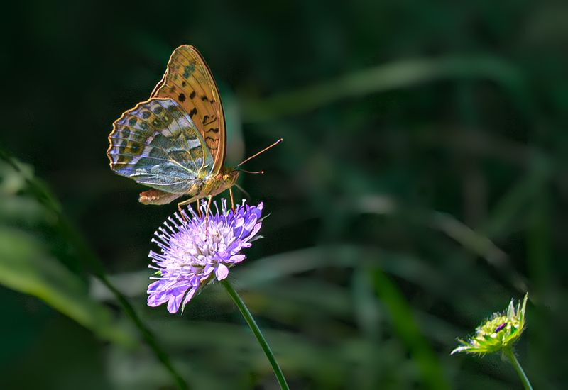 насекомые, бабочка, нимфалида, перламутровка, лесная, лето, июль Перламутровка леснаяphoto preview