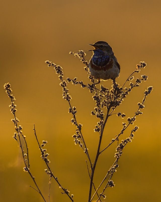 варакушка, закат, птицы photo preview