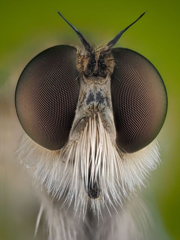 слепень.photo preview