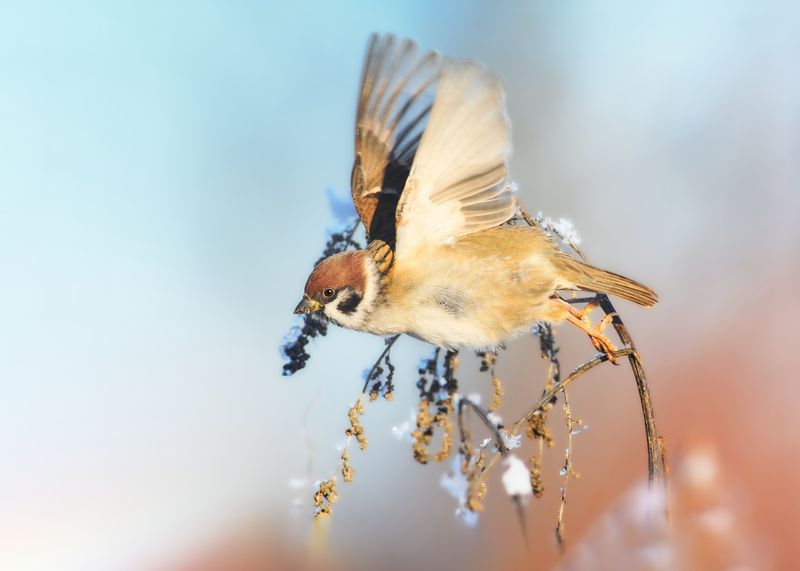 полевой воробей, tree sparrow, Passer montanus, птица, дикая природа, sparrow, птицы России, birdwatching, nature, wildlife photography, close-up bird Полевой воробей photo preview