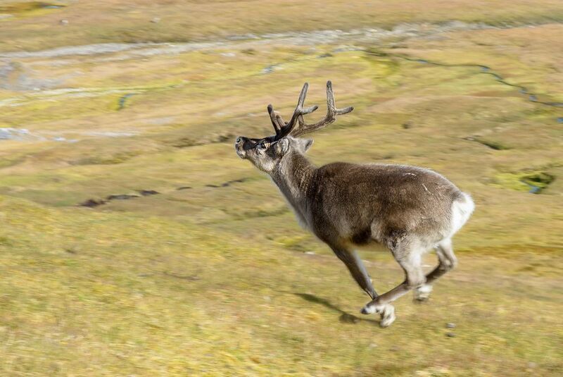 Северный оленьphoto preview