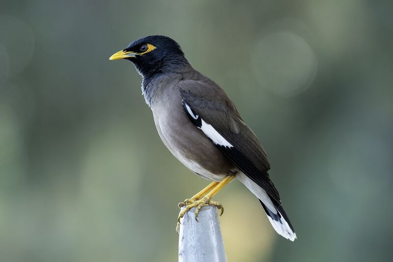 Майна.photo preview