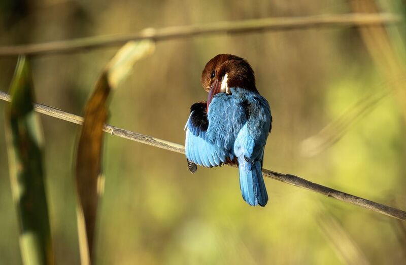 Красноклювая альциона.photo preview