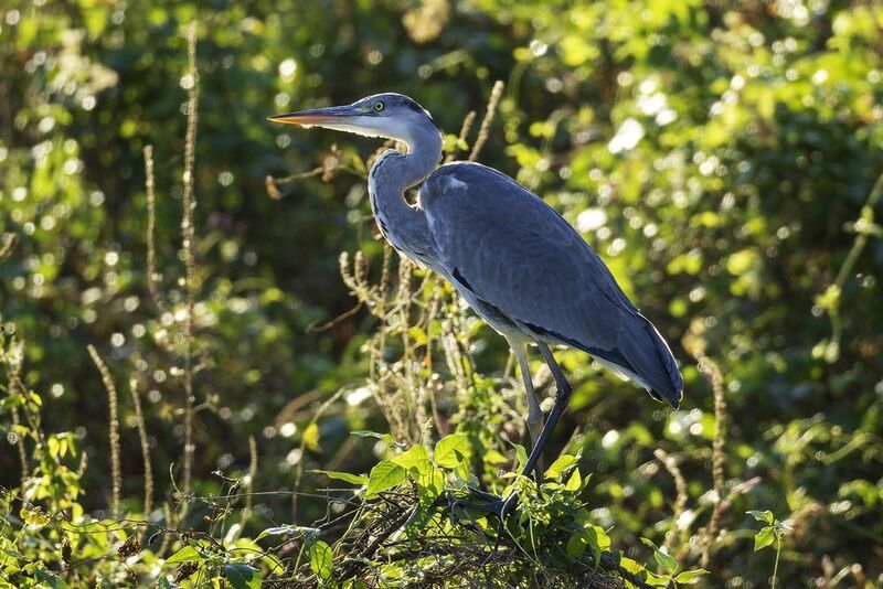 Большая голубая цапля.photo preview