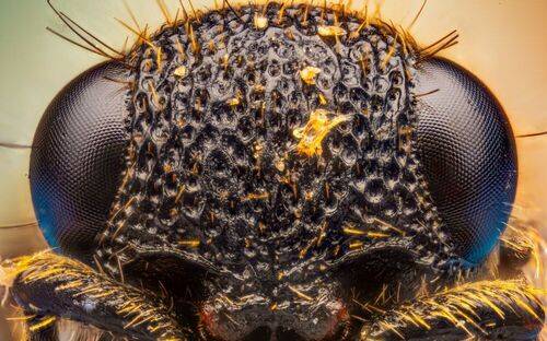 Micro Cosmos – Extreme Insect Portraits