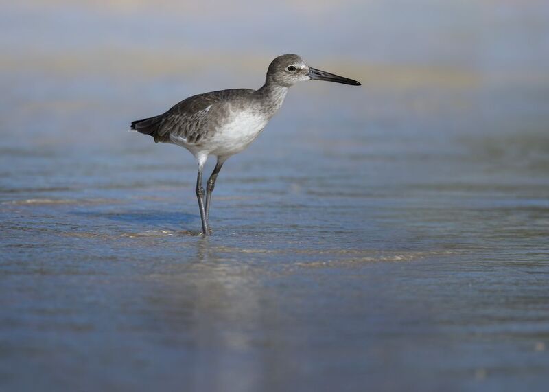 Willet (Tringa-semipalmata)photo preview