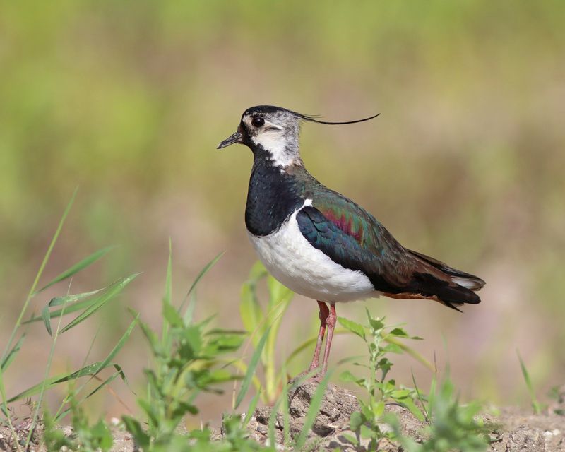 чибис, пигалица, vanellus vanellus, northern lapwing У дороги чибисphoto preview