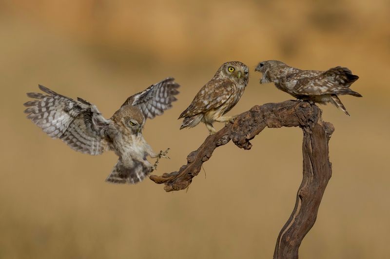 Little owls photo preview