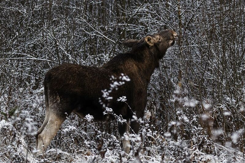 Лось Лесная красавицаphoto preview
