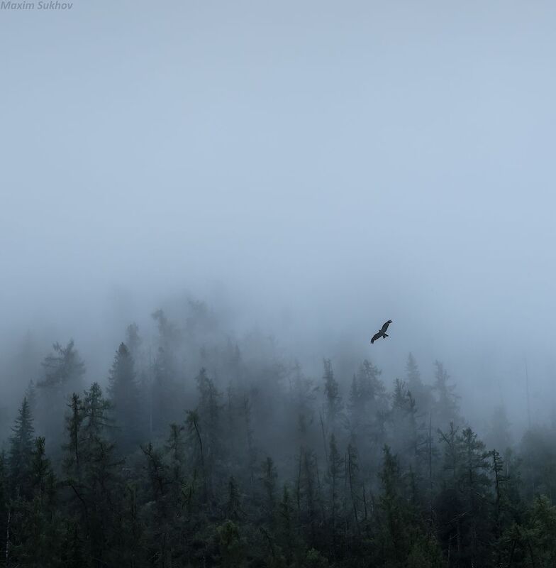 Алтай, Чуйский тракт, горы, туман, дождь, птица, орел Над Алтаемphoto preview