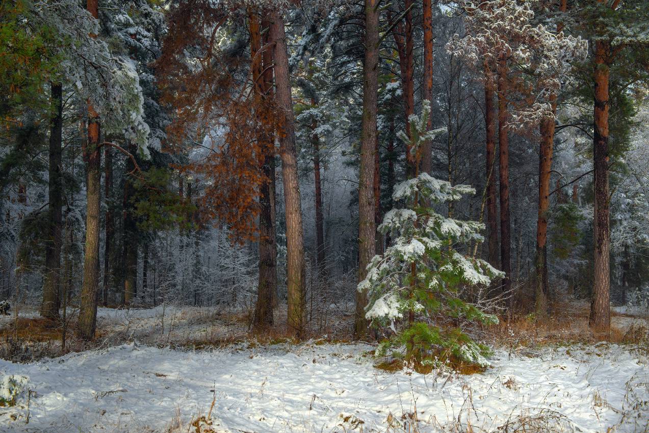 пейзаж снег лес опушка первый серково, Алексеев Дмитрий