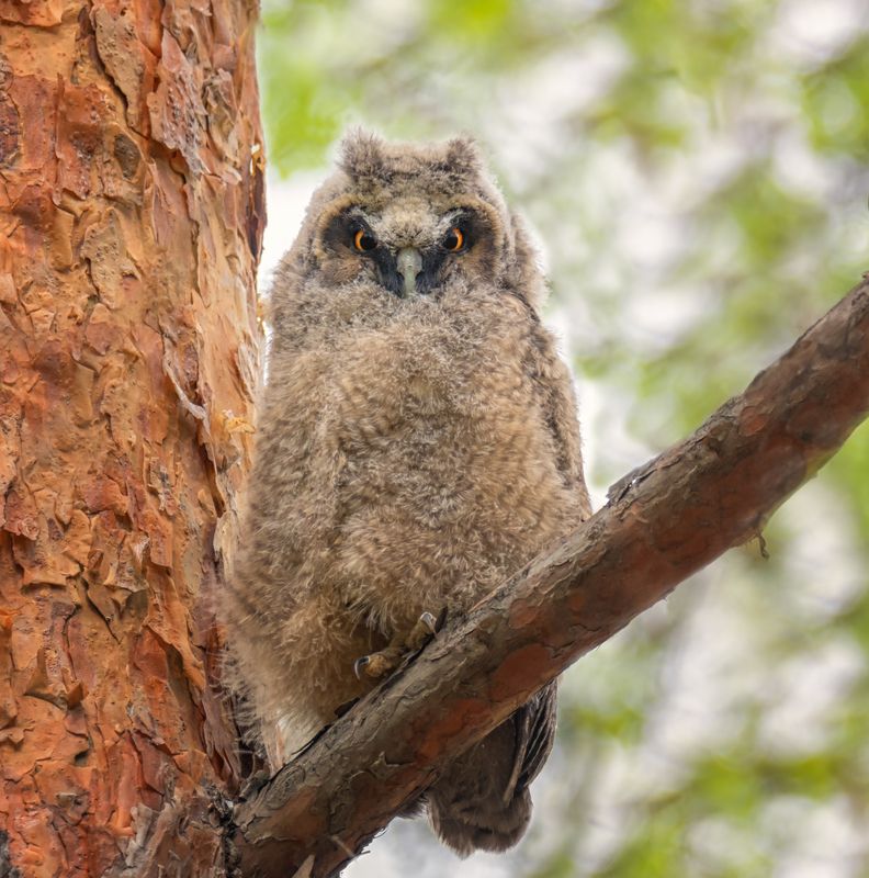 птица, совёнок, ушастаясова, Сеанс гипноза.photo preview