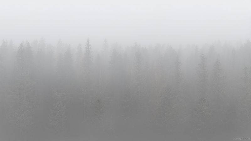 ленинградская область, россия, туман, хийси, russia, fog, mist, leningrad region, карельский перешеек Выборгский лес поутру поздней осеньюphoto preview