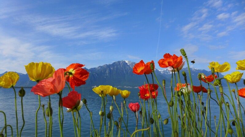Цветы, маки, Женевское озеро, горы, альпийские луга, Швейцария, Аппенцель, Монтрё, Шильонский замок  Когда цветут маки фото превью