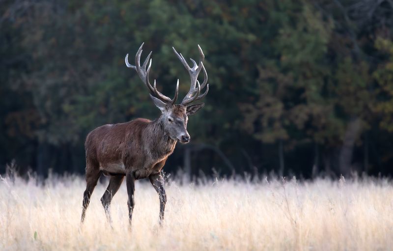 Загрустил. photo preview