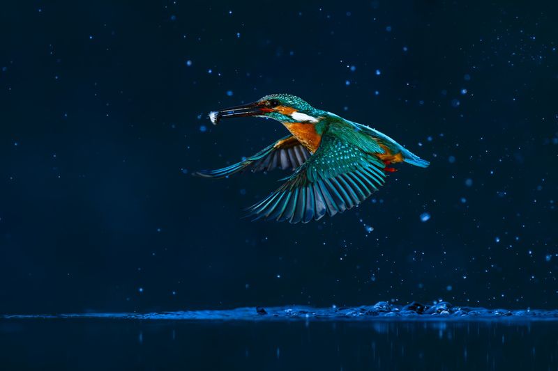 kingfisher, bird, nature, wildlife hunter of the night фото превью