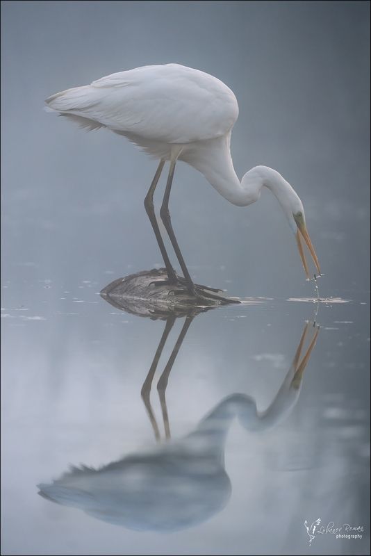 * * * фото превью