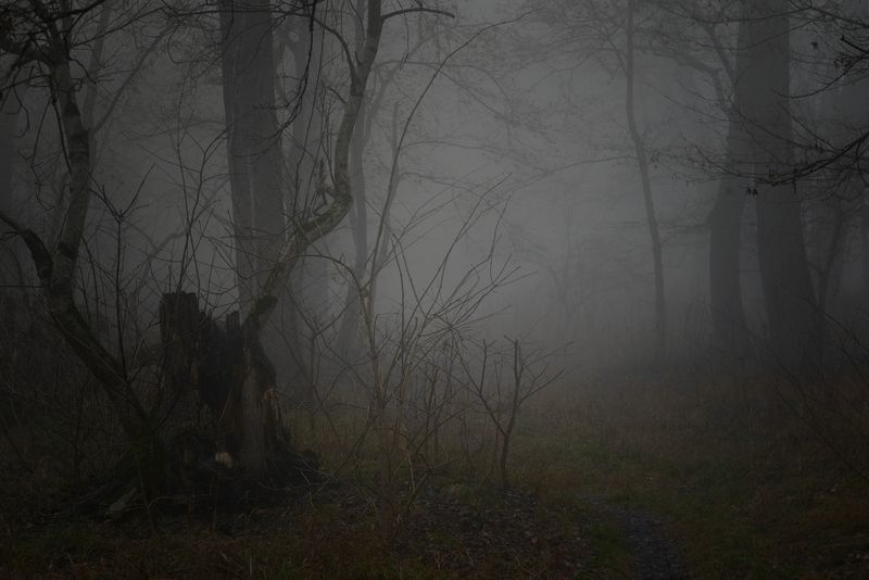 весна, туман, лес, утро Туманное утроphoto preview