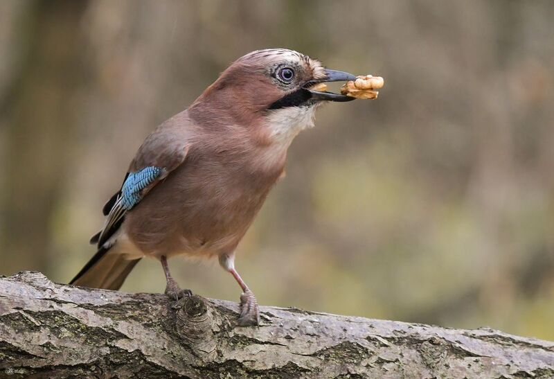 Сойкаphoto preview