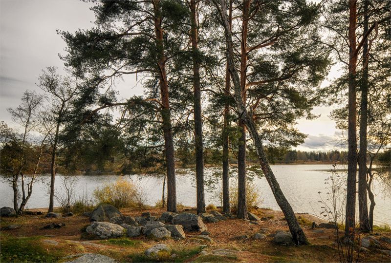 сосны камни озеро У озераphoto preview