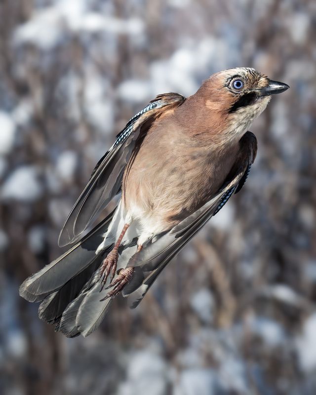 Обыкновенная сойка (Garrulus glandarius) photo preview