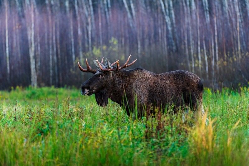 *** фото превью
