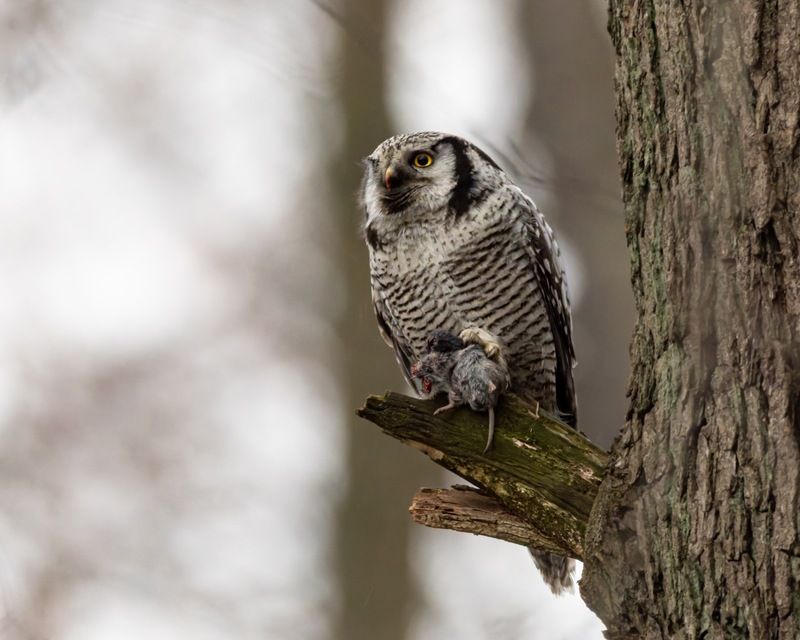 ястребиная сова, сова, птицы Ястребиная соваphoto preview
