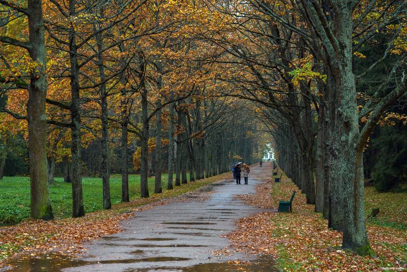 павловский парк, парк, санкт-петербург, осень photo preview