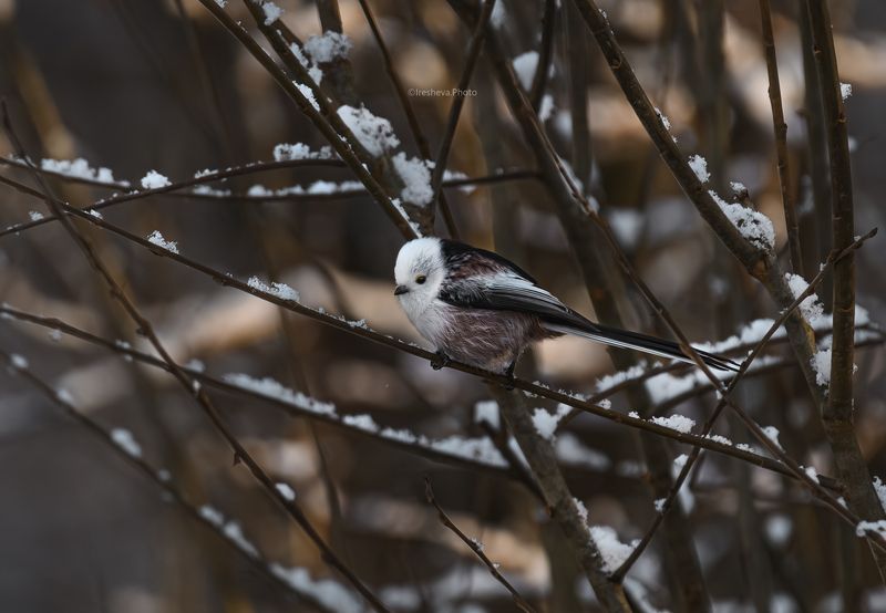 Ополовник Синица  Крошка ополовникphoto preview