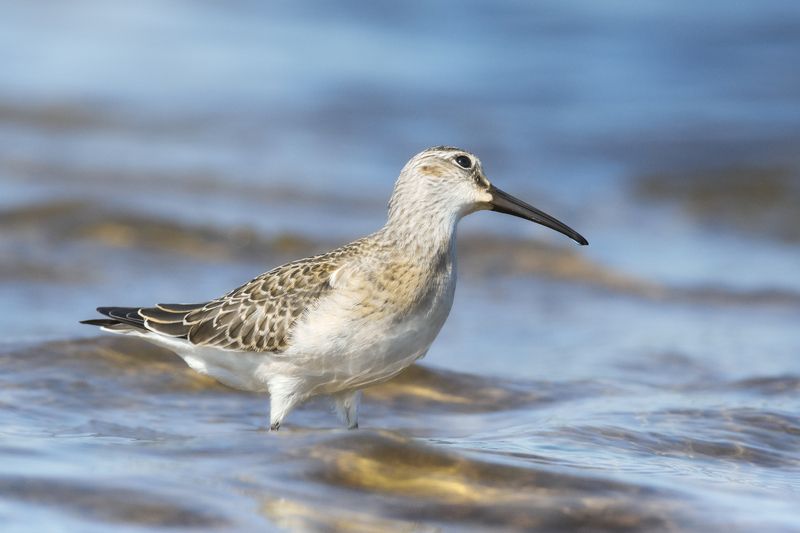 краснозобик, Curlew sandpiper, Calidris ferruginea, птица, дикая природа, shorebird, птицы России, birdwatching, nature, wildlife photography, close-up bird Краснозобик. Высматривает опасностиphoto preview