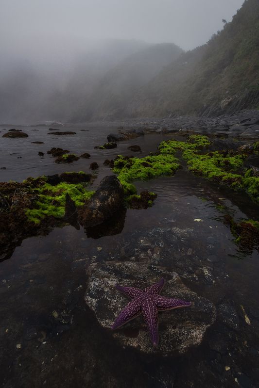 владивосток, приморский край, бухта тунгус, японское море, морская звезда бухта Тунгус. Приморский крайphoto preview