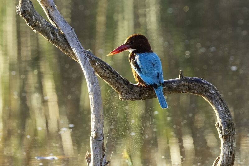 Красноклювая альциона.photo preview
