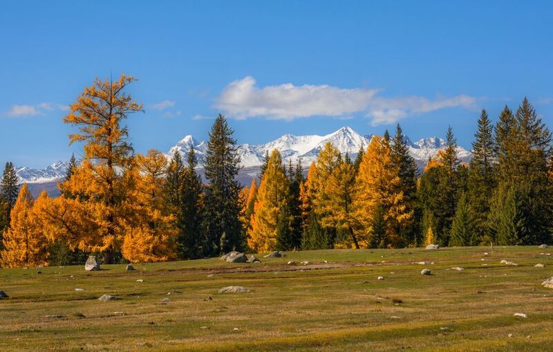 россия, горный алтай, осень Хвойное разноцветьеphoto preview