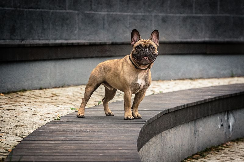 Нильсphoto preview