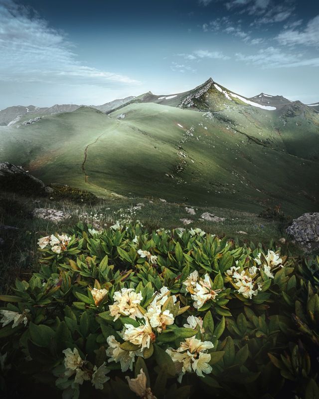 Рододендронphoto preview