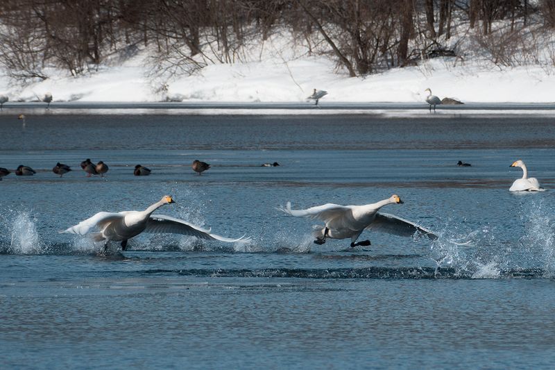 лебединое, озеро., зимовка, диких, лебедей., алтайский, край.  фото превью