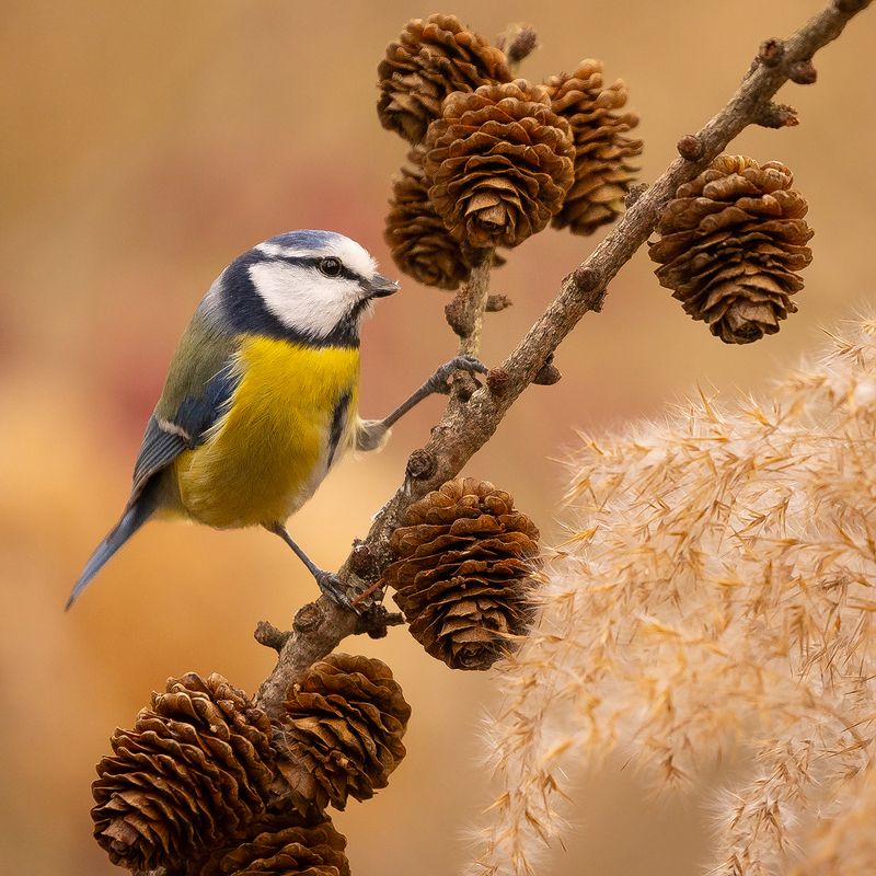 Titmouse фото превью